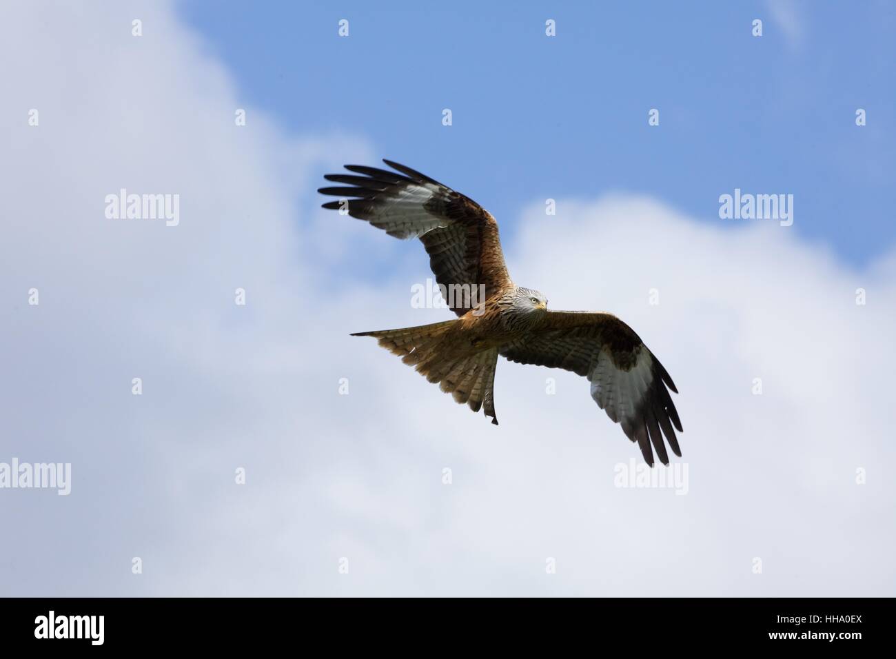 Red kite in flight Stock Photo