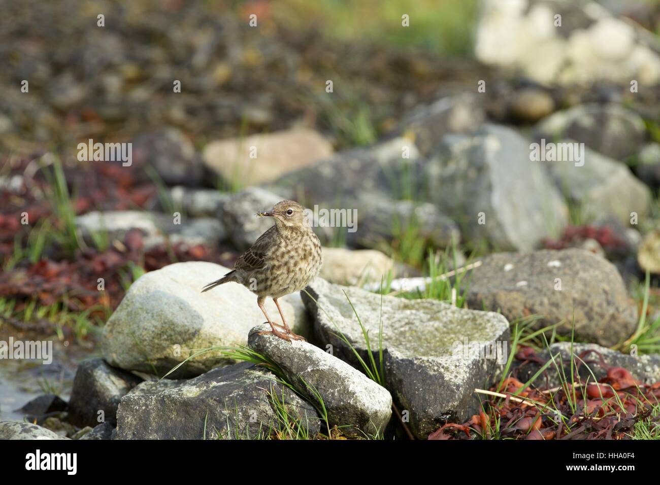 Rock pipit carrying insects, standing on a rock Stock Photo