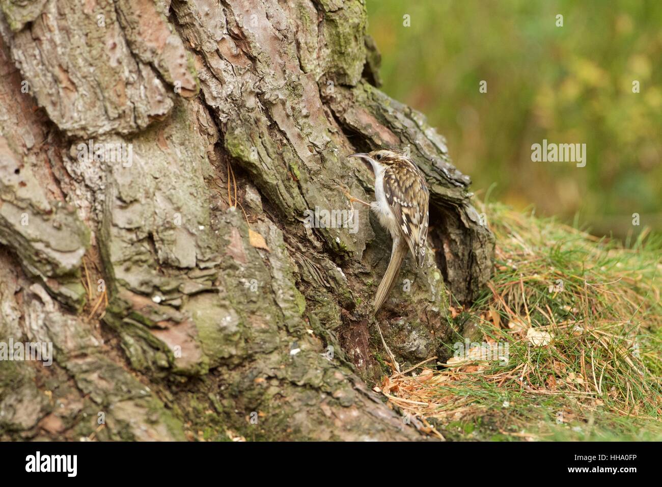 Treecreeper on Scots pine Stock Photo