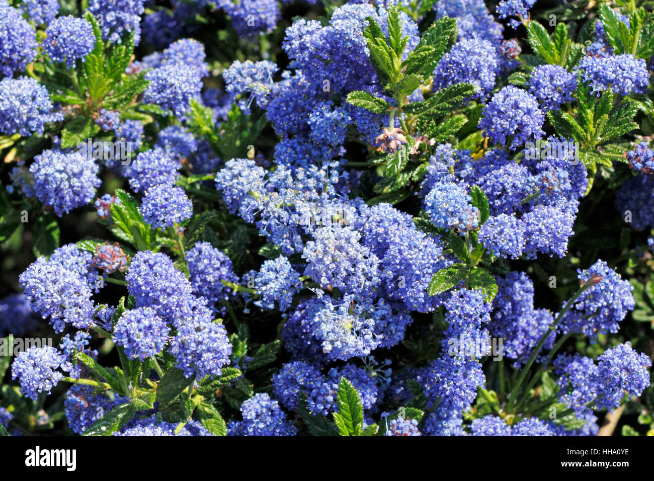 blue, flower, flowers, plant, purple, blue, beautiful, beauteously, nice, Stock Photo