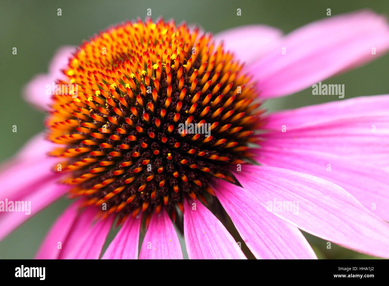 echinacea Stock Photo