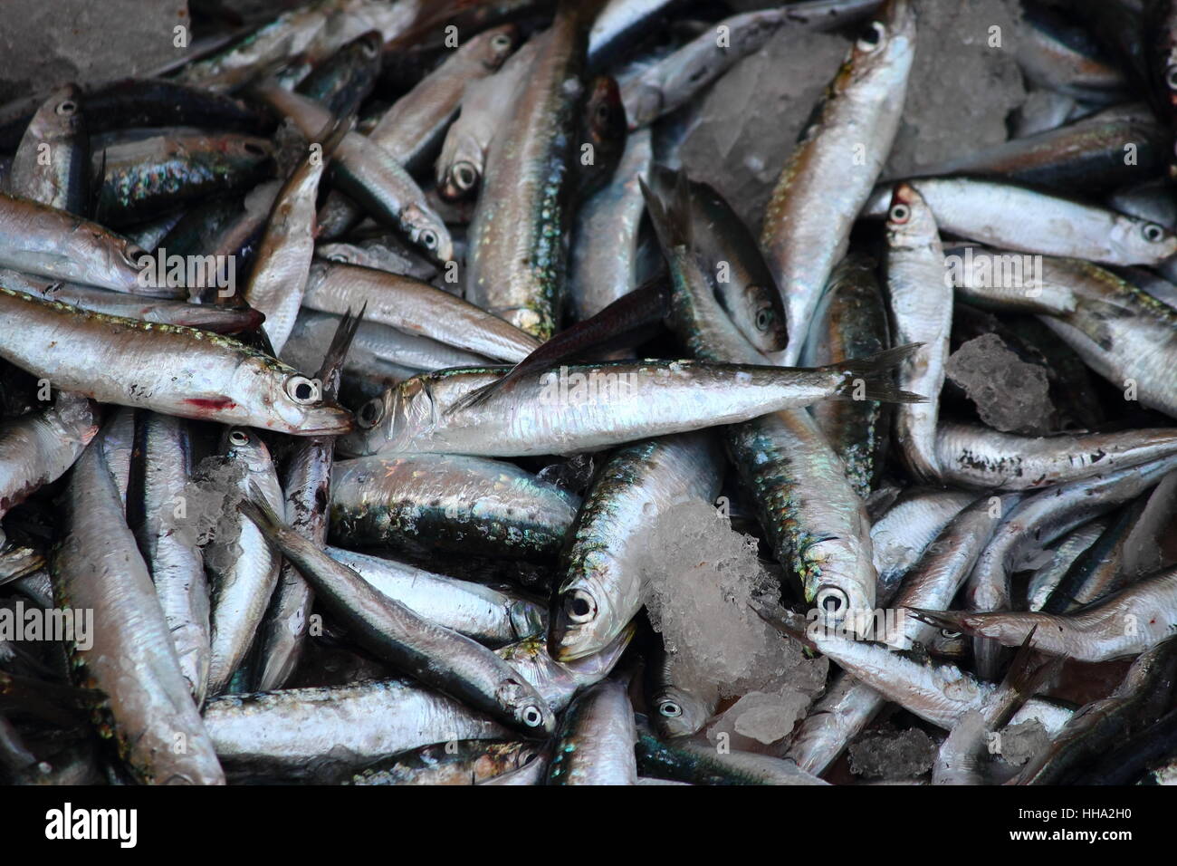 many fresh anchovies,mediterranean Stock Photo Alamy