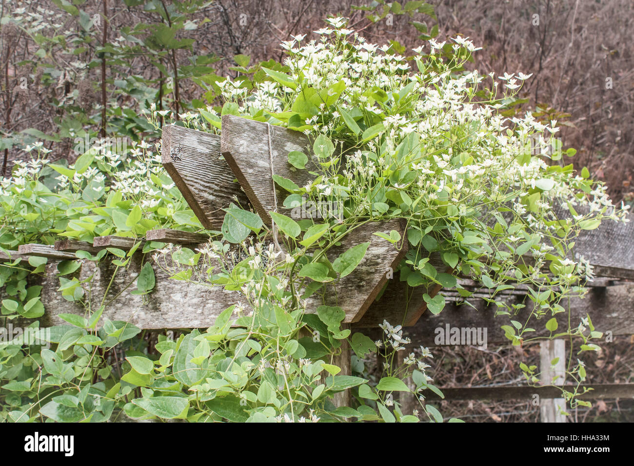 A white-flowered clematis vine blooms on a weathered cedar arbour. Stock Photo