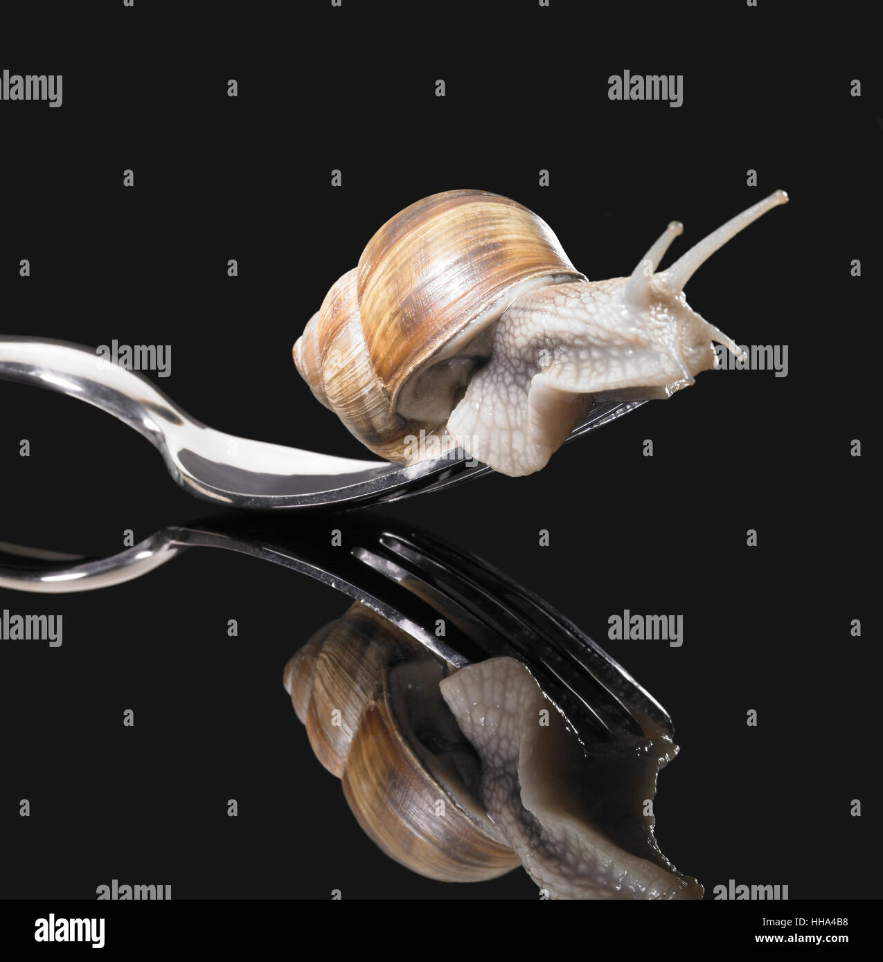 snail, edible snail, snail shell, fork, gastropod, motion, postponement, Stock Photo