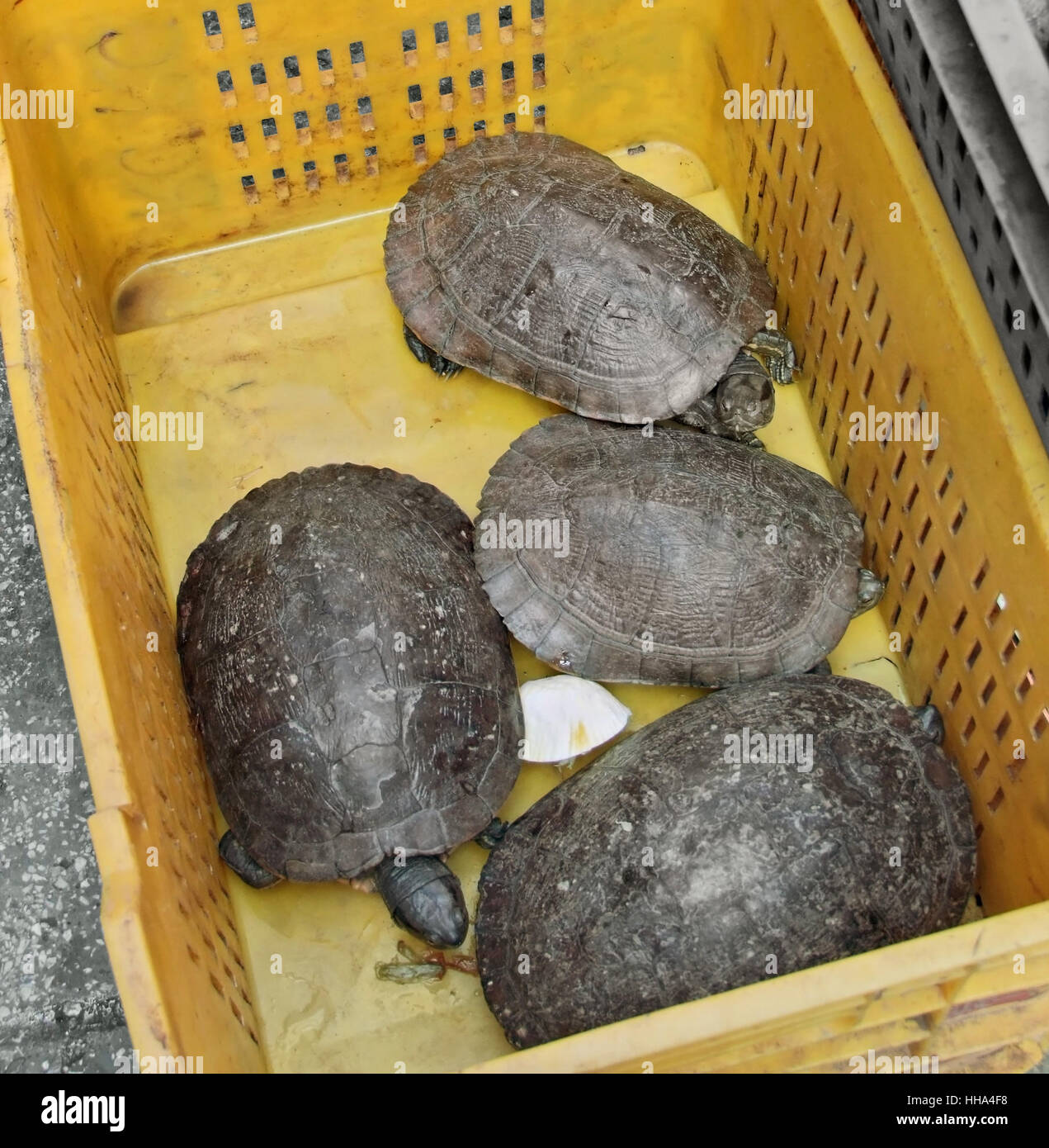 high angle view of some tortoises in a yellow box Stock Photo