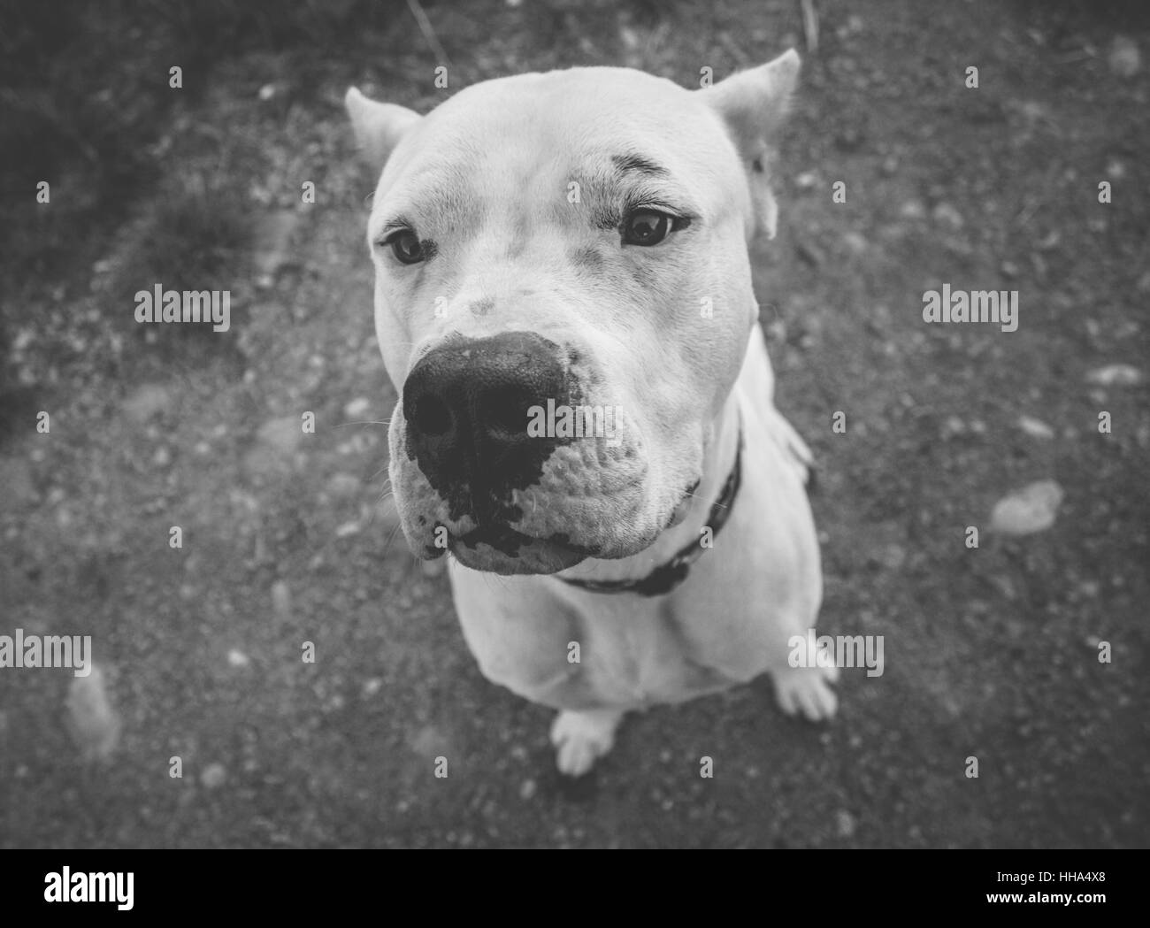 Funny portrait of white Dogo Argentino dog nose. Stock Photo