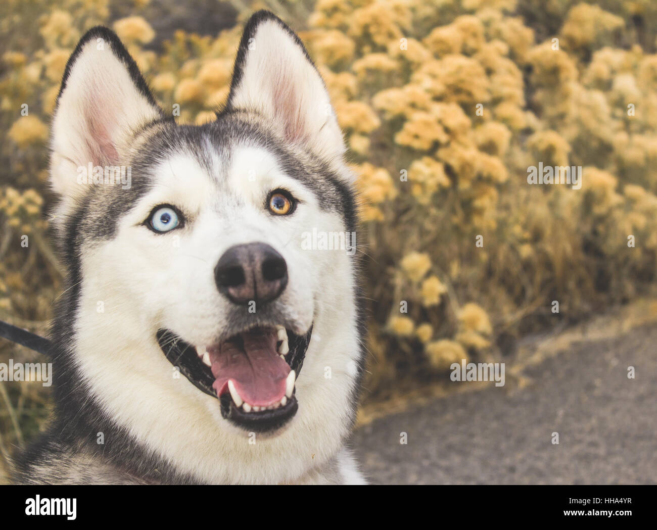 Arctic Wolf Dog Blue Eyes Hi-Res Stock Photography And Images - Alamy