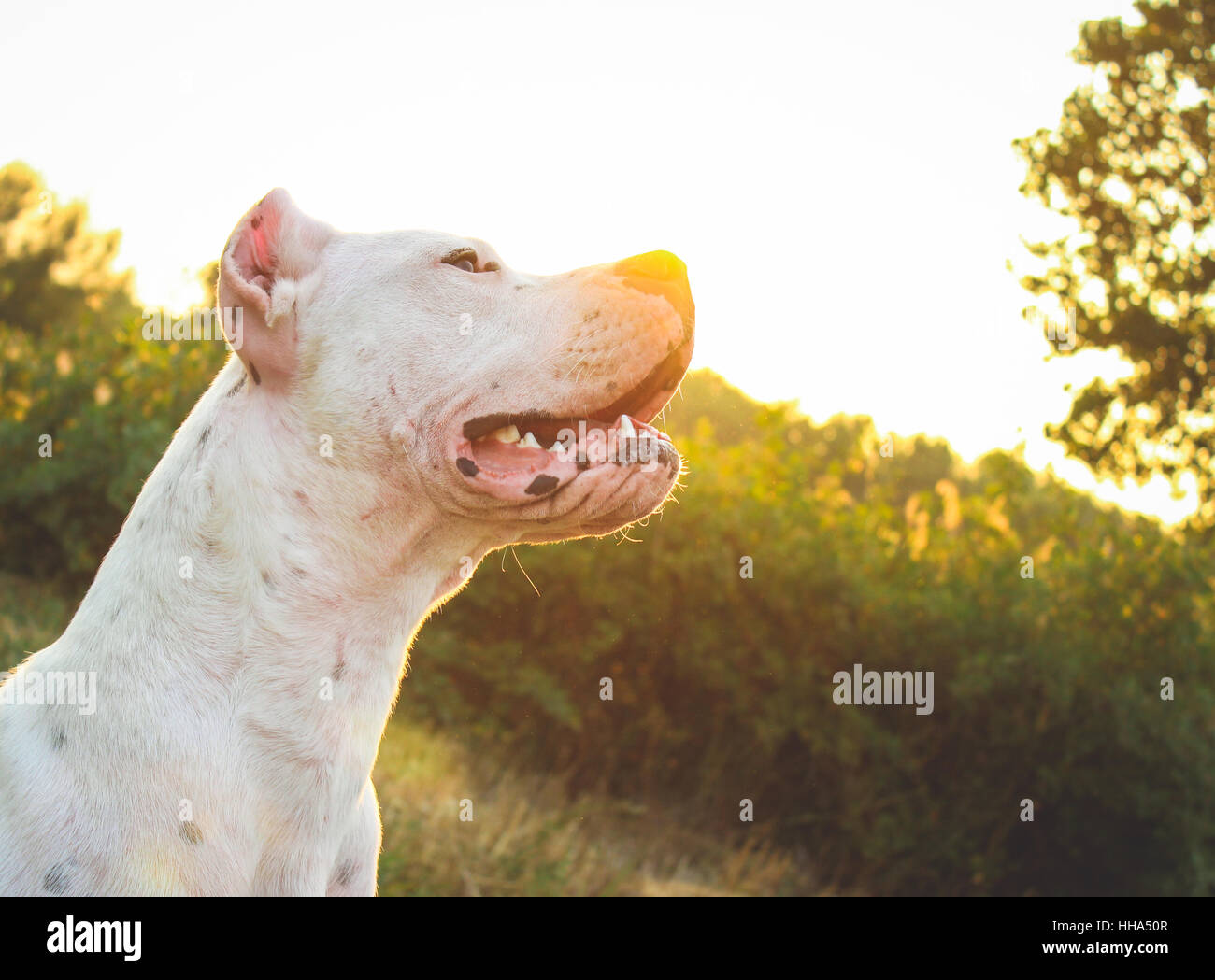 White Dogo Argentino dog surrounded by trees in a grassland field. Stock Photo