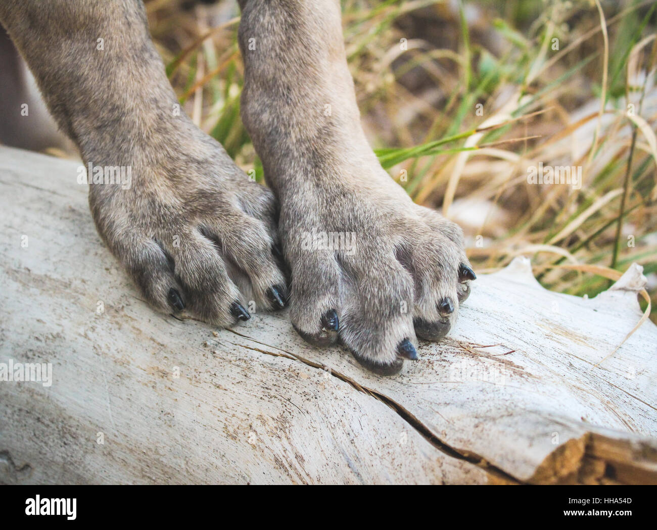 Great Dane puppy paws on log in forest Stock Photo Alamy