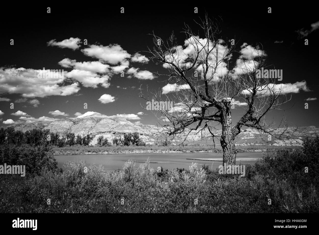 Dead Cottonwood Tree Populus freemontii On the banks of the Red