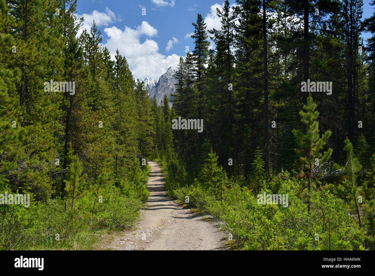 View from the path up to Bald Hills, Canadian Rockies Stock Photo
