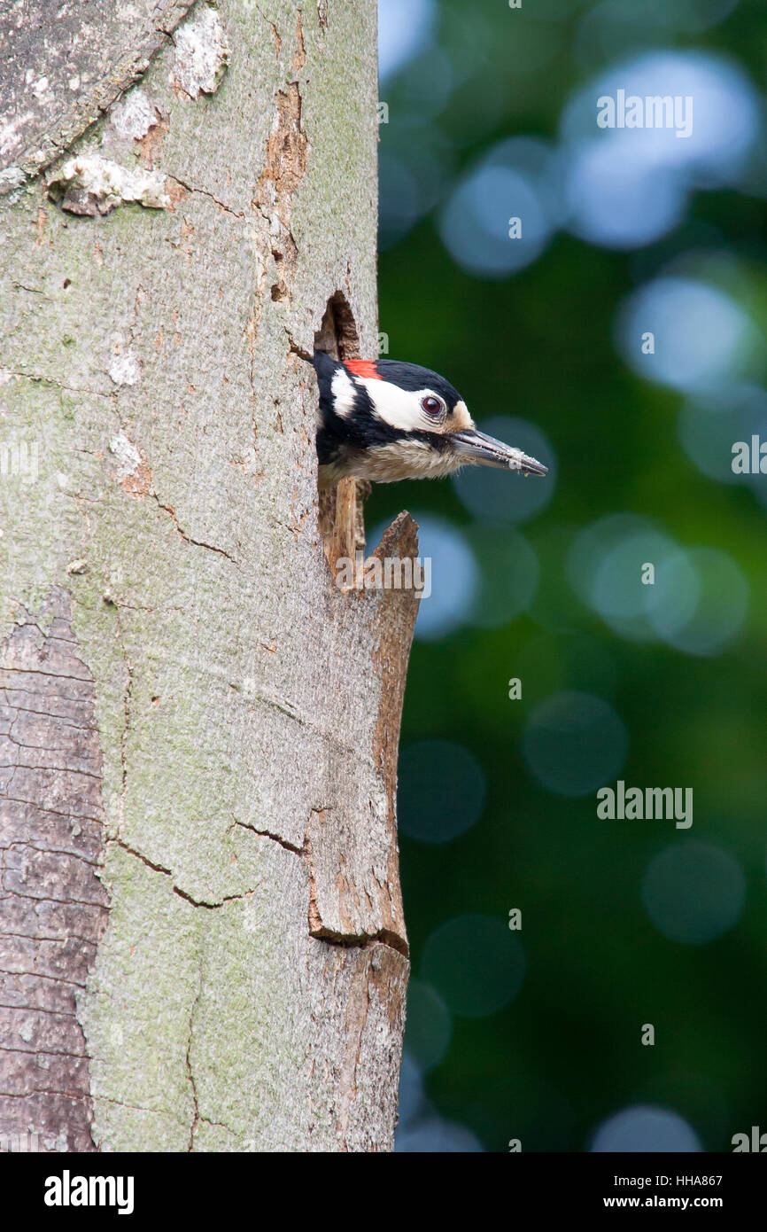 Male great spotted woodpecker poking his head of a nest hole Stock Photo