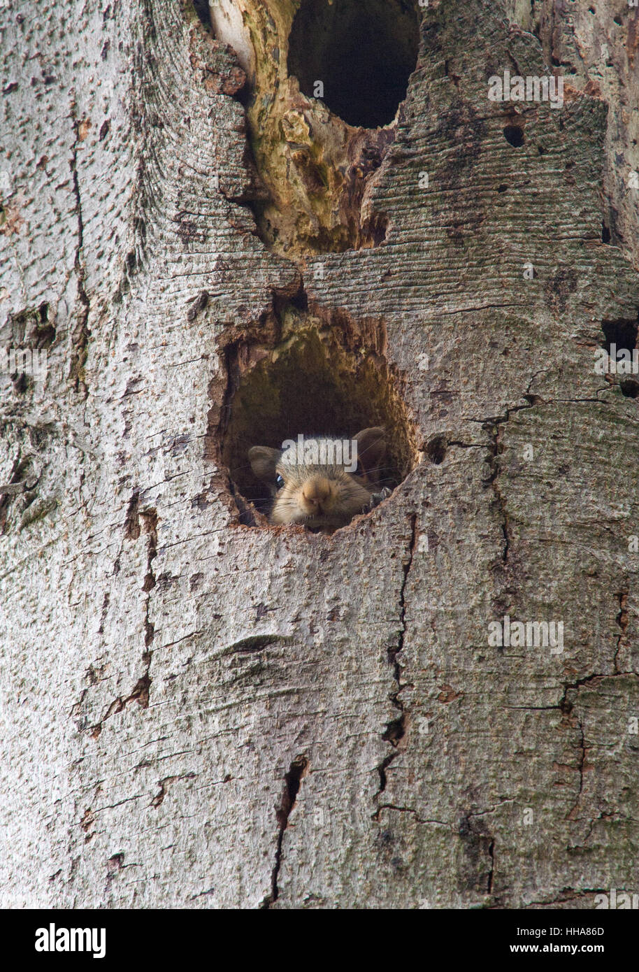 Young grey squirrel peeping out of nest Stock Photo Alamy