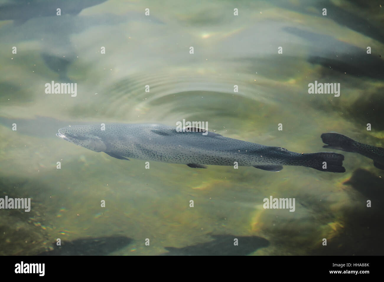 Trout hatchery hires stock photography and images Alamy