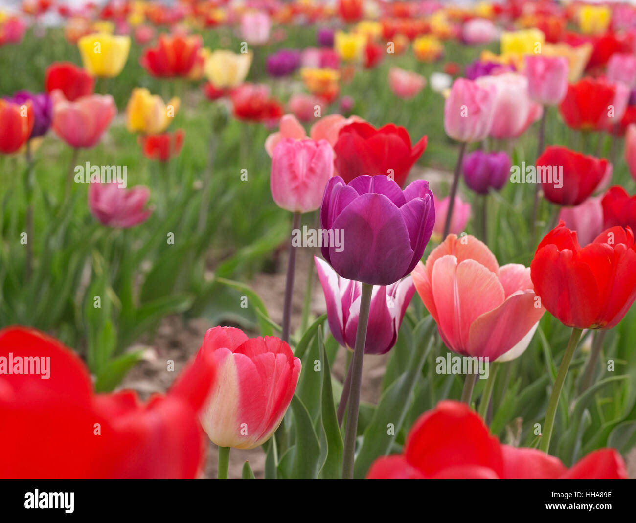 coloured, colourful, gorgeous, multifarious, richly coloured, flower, plant, Stock Photo