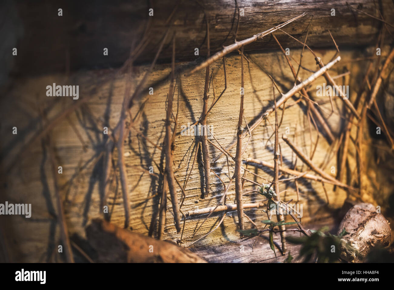 Baculum extradentatum stick insect at Pistoia Zoo in Italy Stock Photo ...