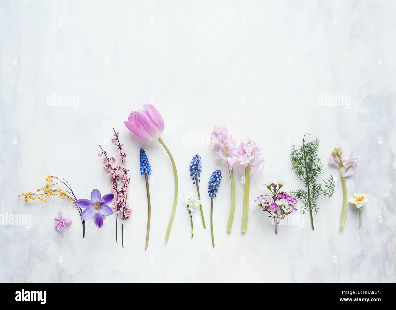 row of spring flowers laid out on a white and grey painted backdrop Stock Photo