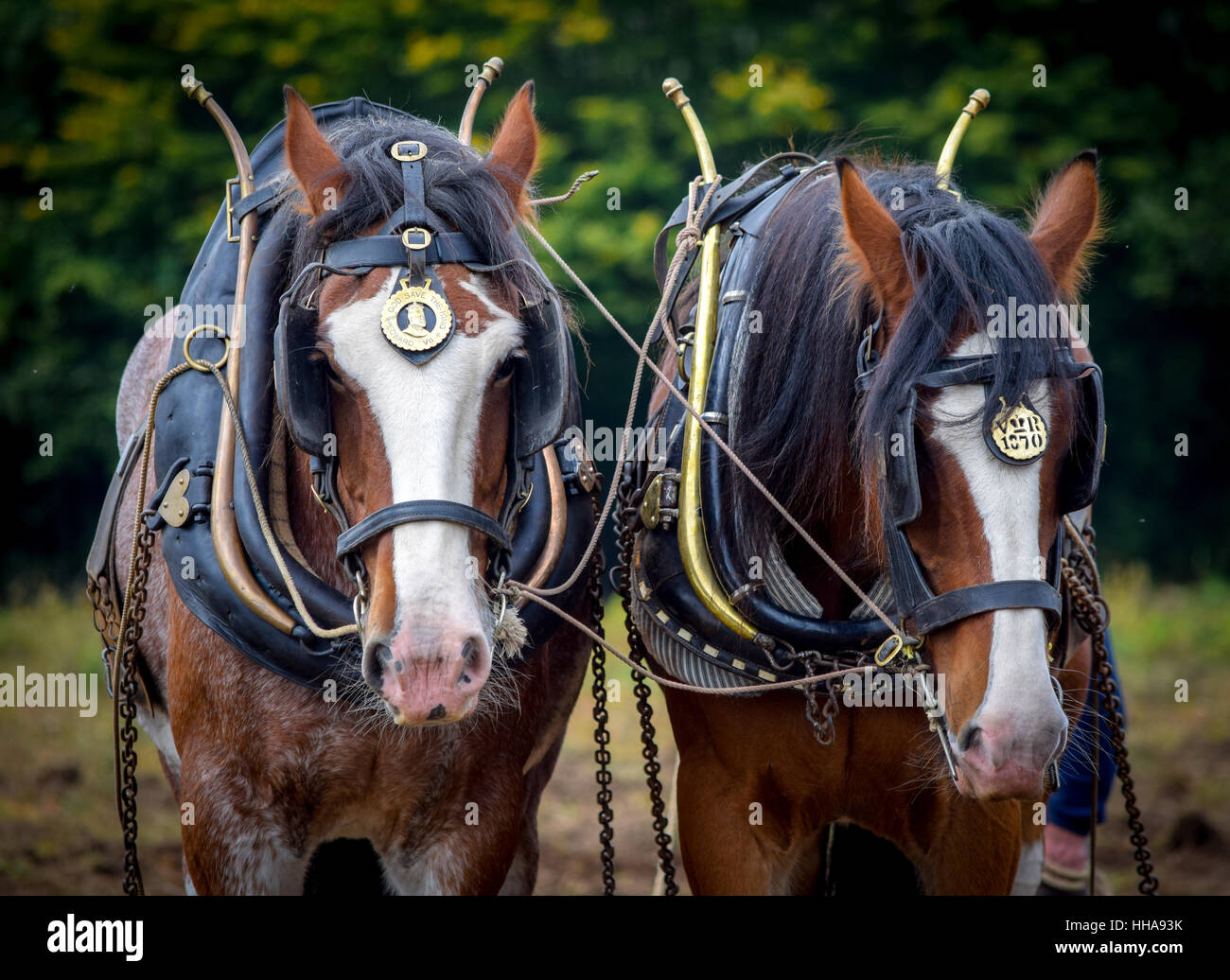 Horse Power..two beautiful heavy horse working the fields. Stock Photo