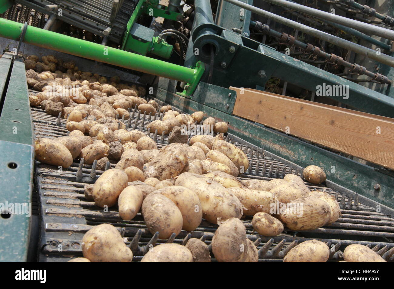 rheinische early potato Stock Photo