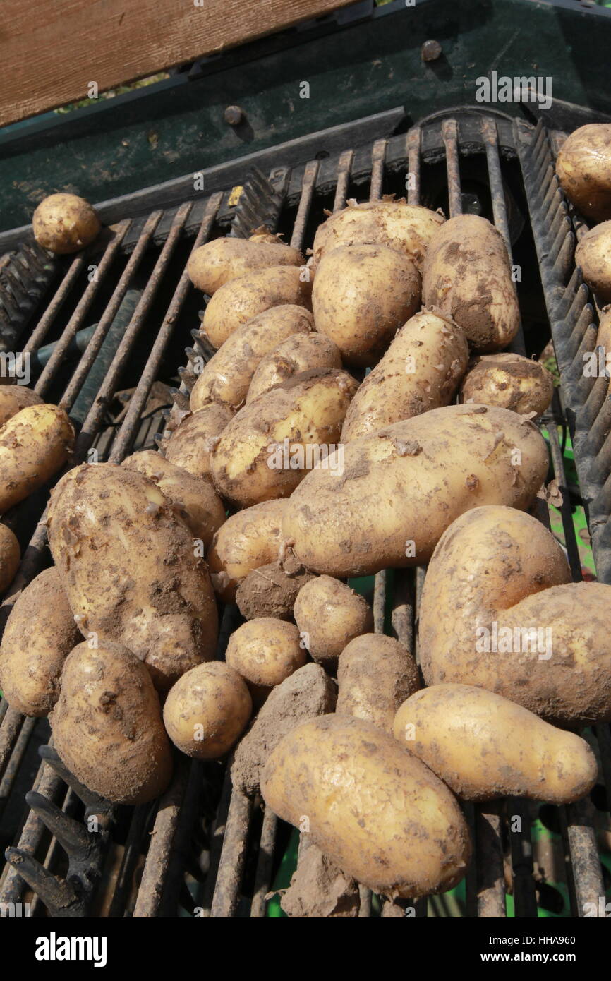 food, aliment, useful plant, field, fruit, potatoes, potato, harvest, food, Stock Photo