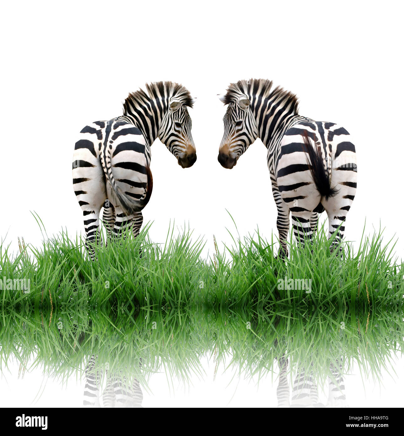 Striped horse Cut Out Stock Images & Pictures - Alamy