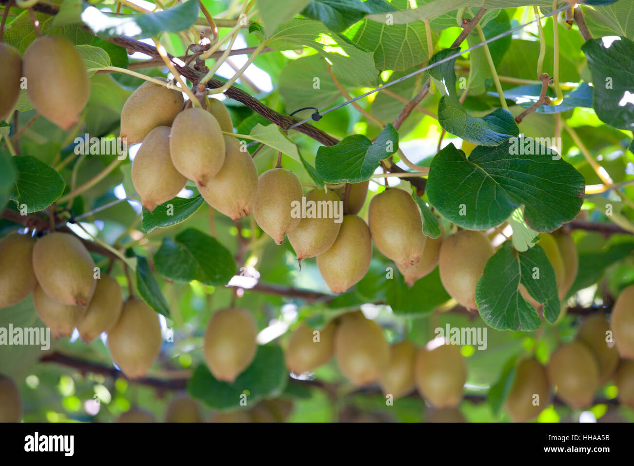 New zealand kiwi fruit tree hi-res stock photography and images - Alamy