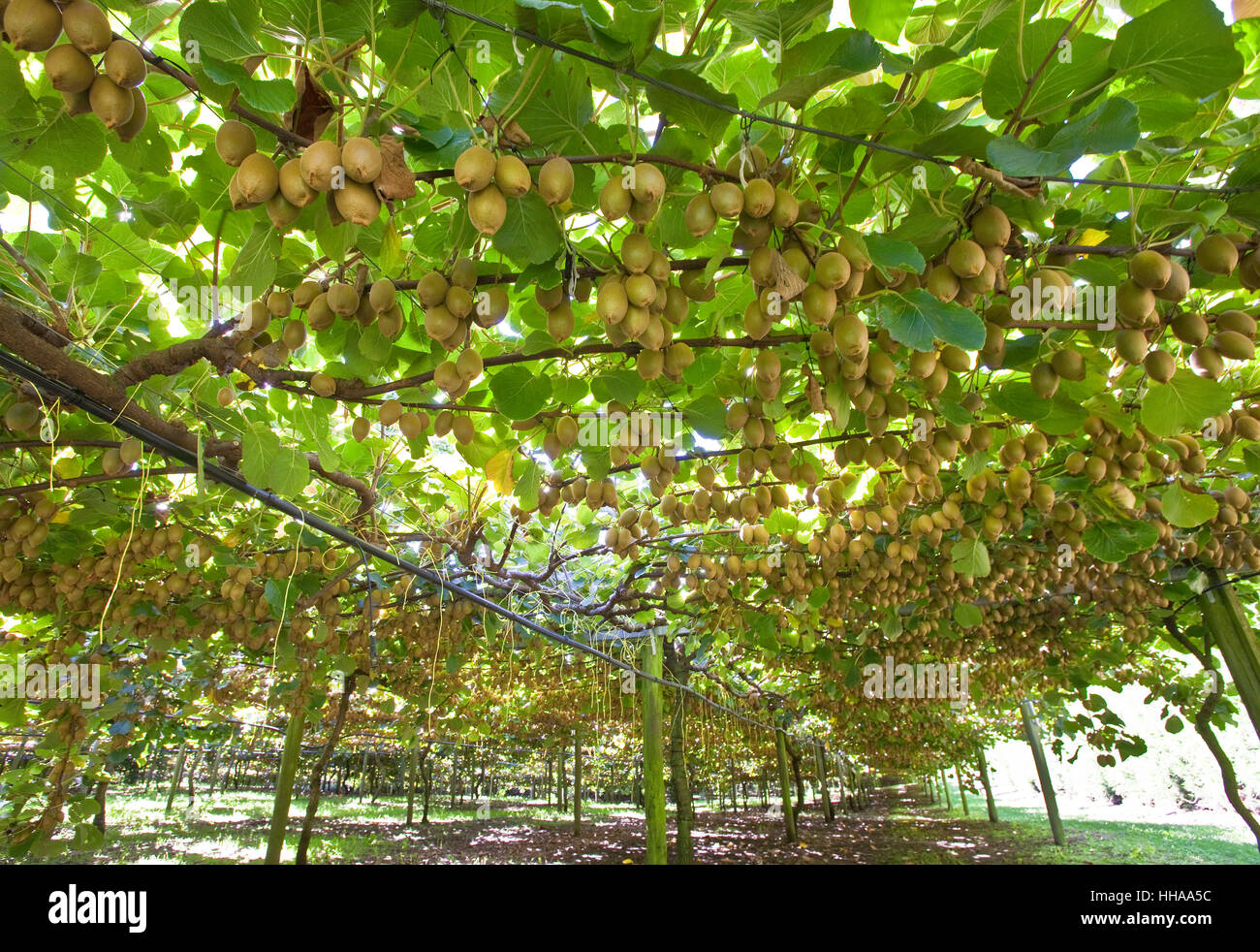 kiwi cultivation in new zealand Stock Photo - Alamy