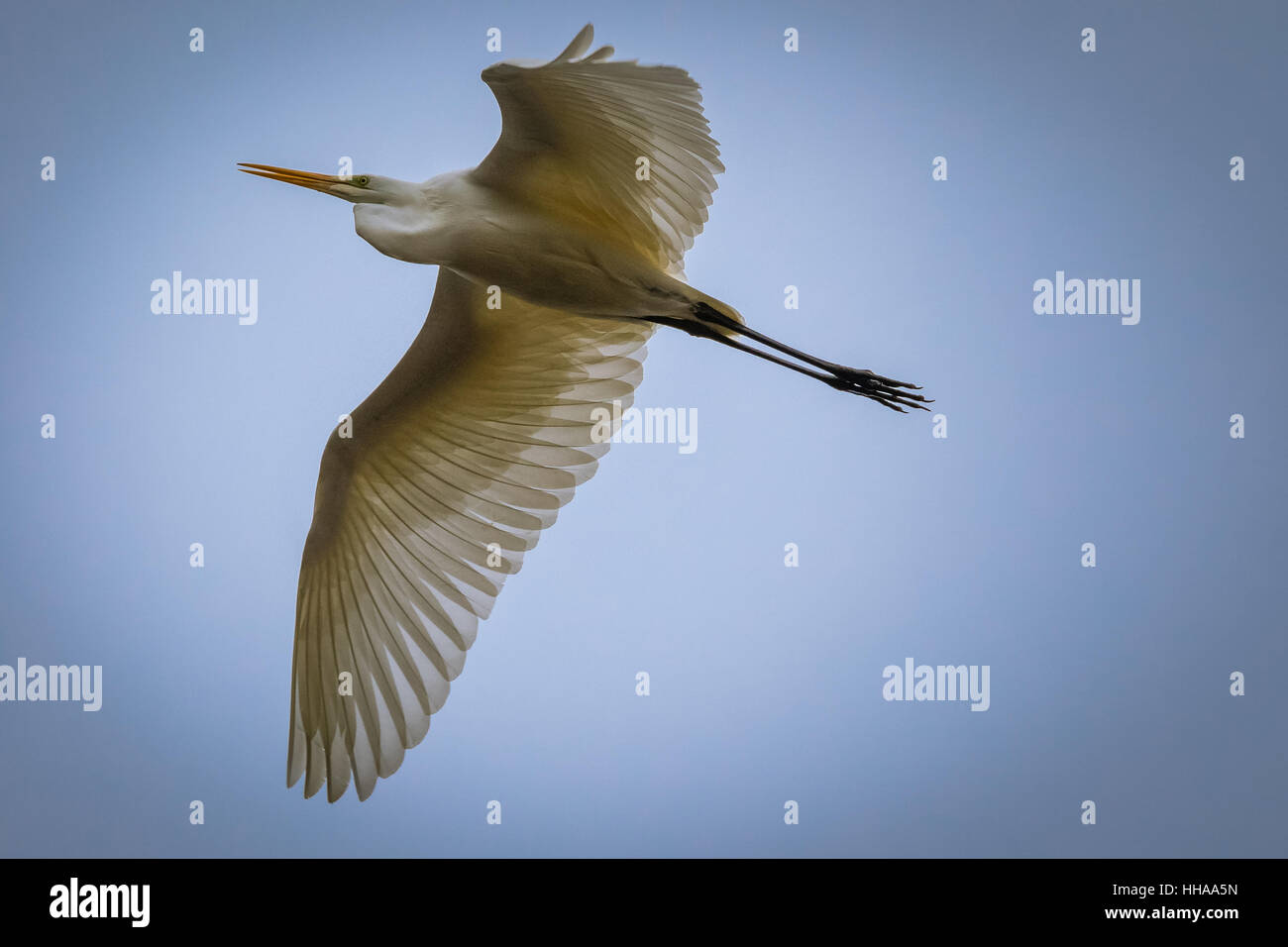 Great White Egret at Summer Leys Stock Photo