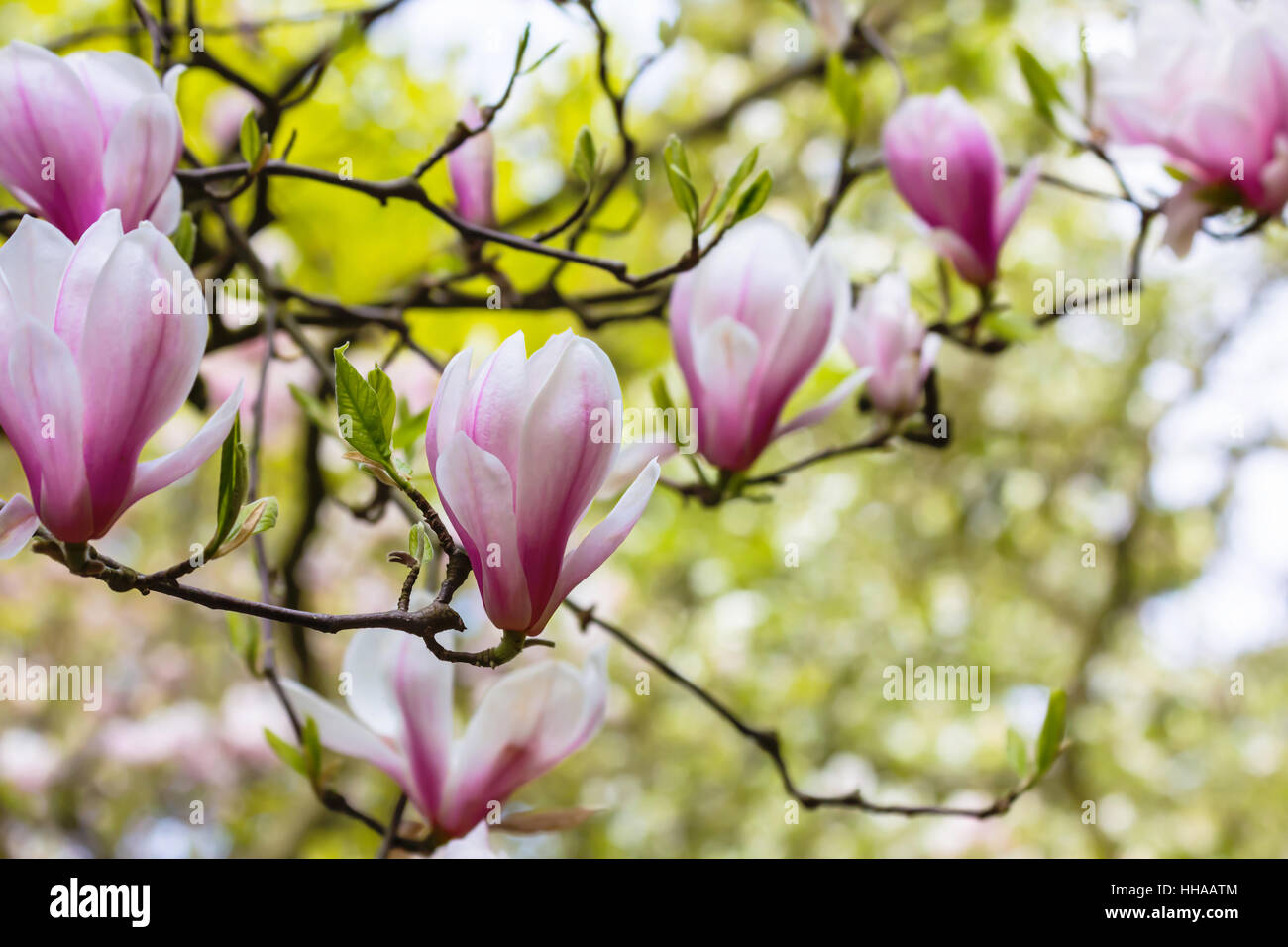the magnolia blossoms Stock Photo - Alamy