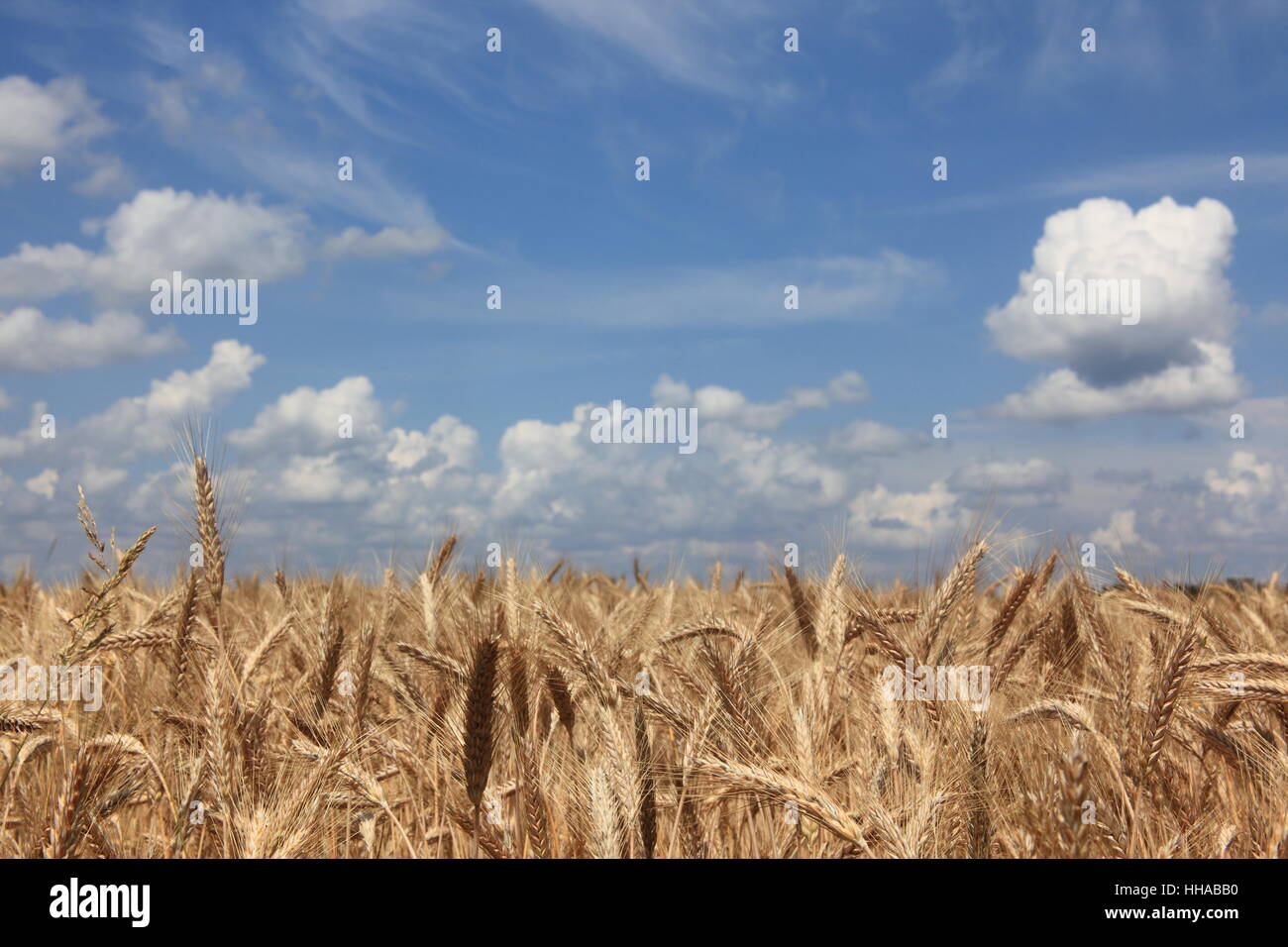 agriculture, farming, field, germany, german federal republic, wheat, farm, Stock Photo