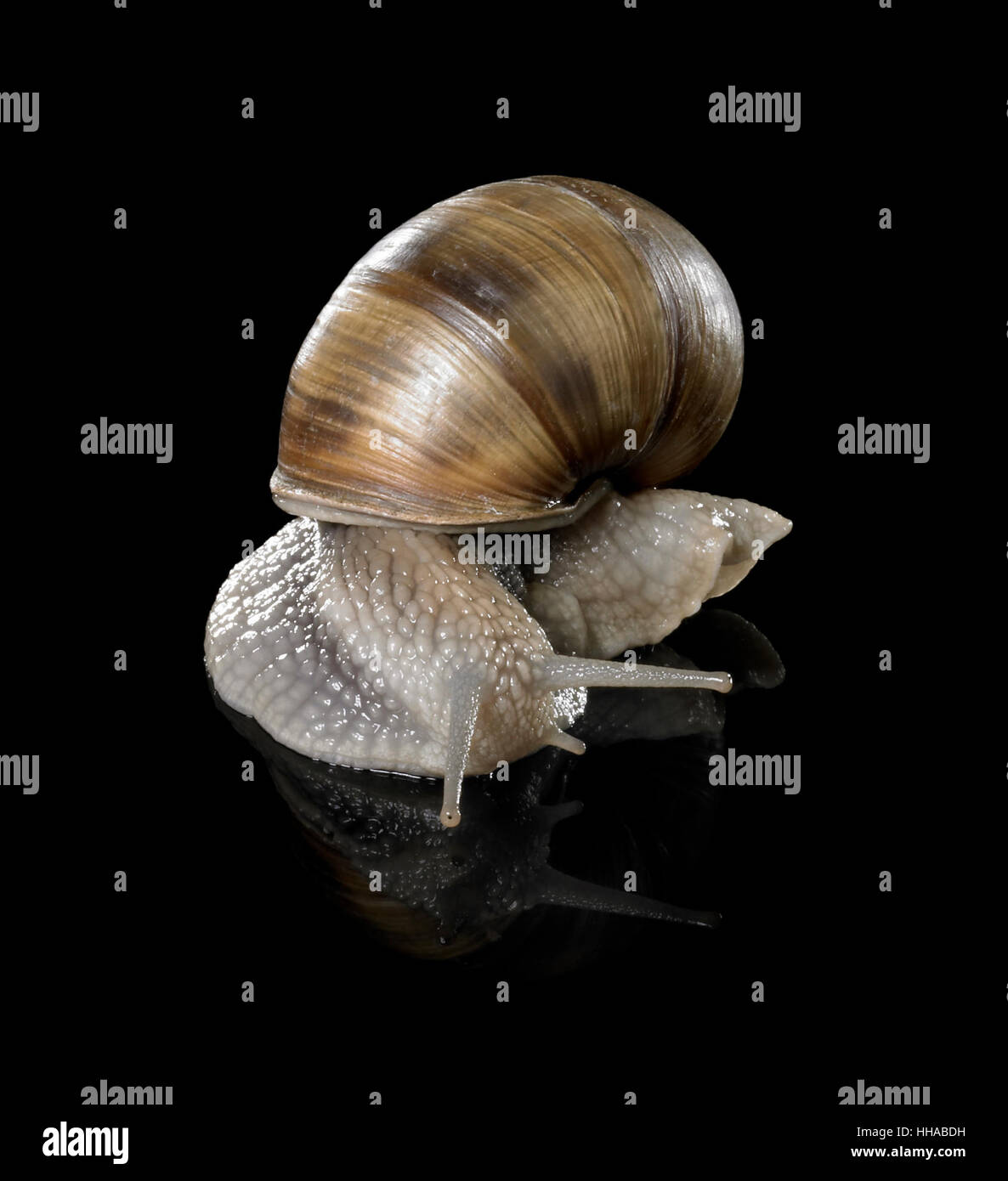 studio photography of a Grapevine snail creeping in black reflective back Stock Photo
