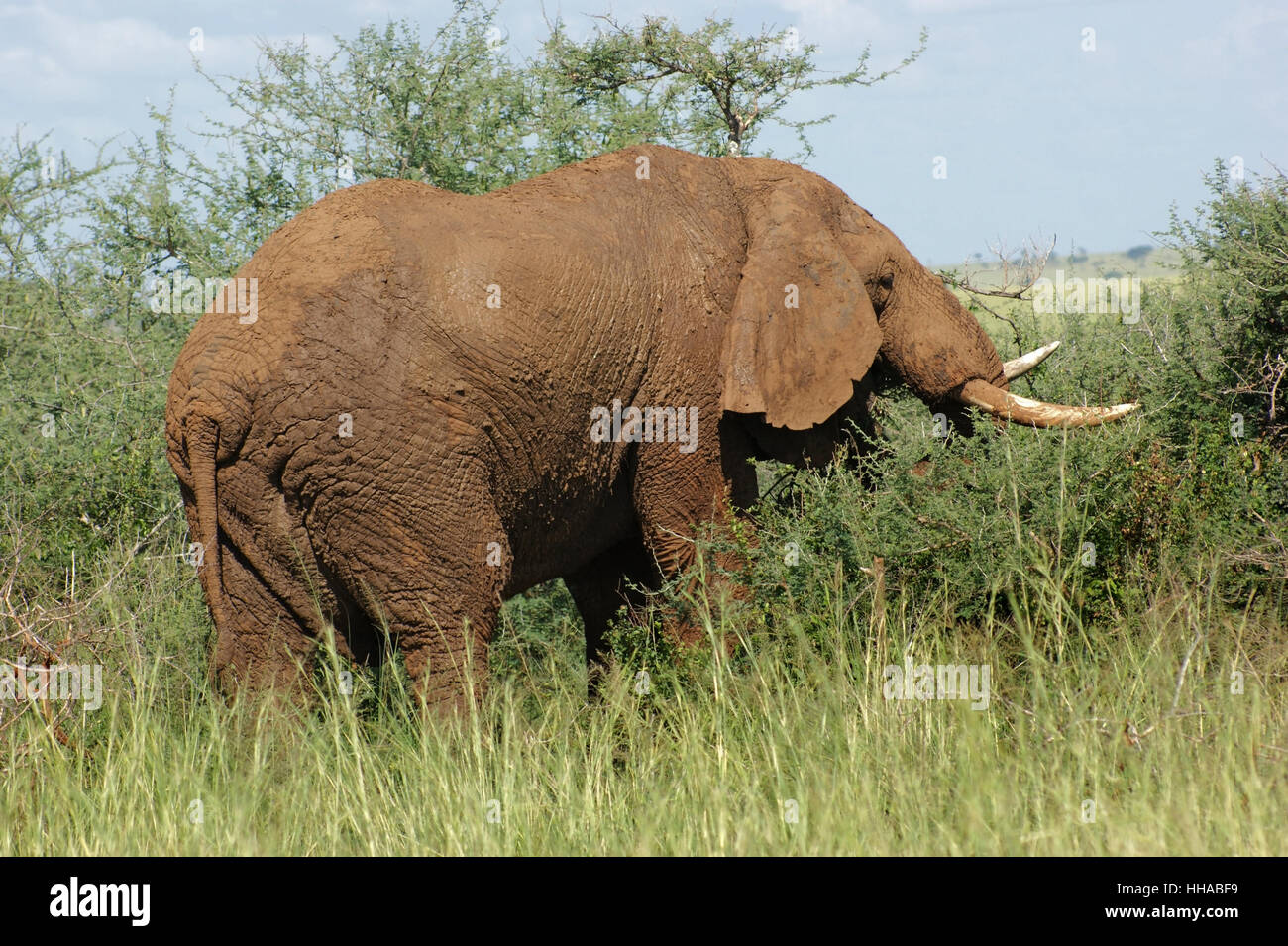 earth colored elephant Stock Photo