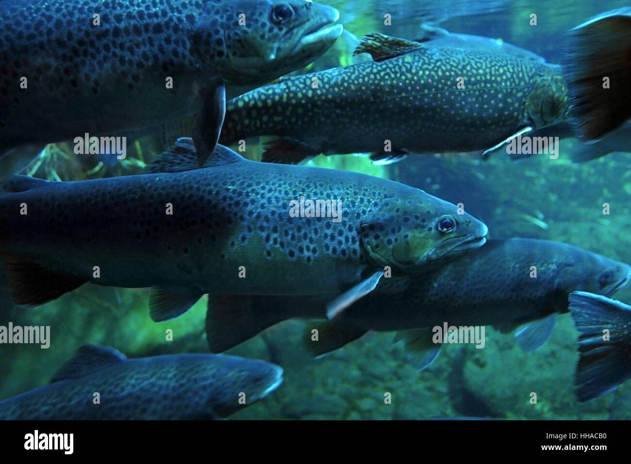 bluish underwater scenery showing a swarm of Trouts Stock Photo