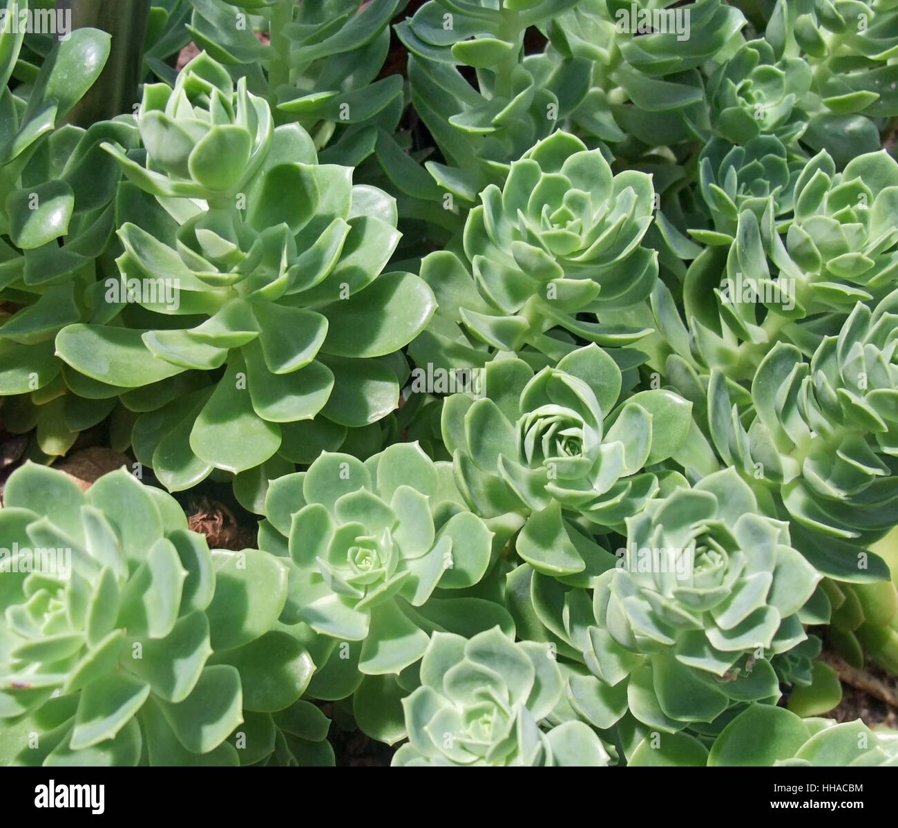 abstract full frame detail of a succulent plant in sunny ambiance Stock Photo