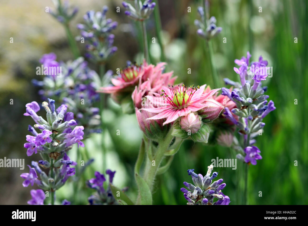 houseleek and lavender Stock Photo