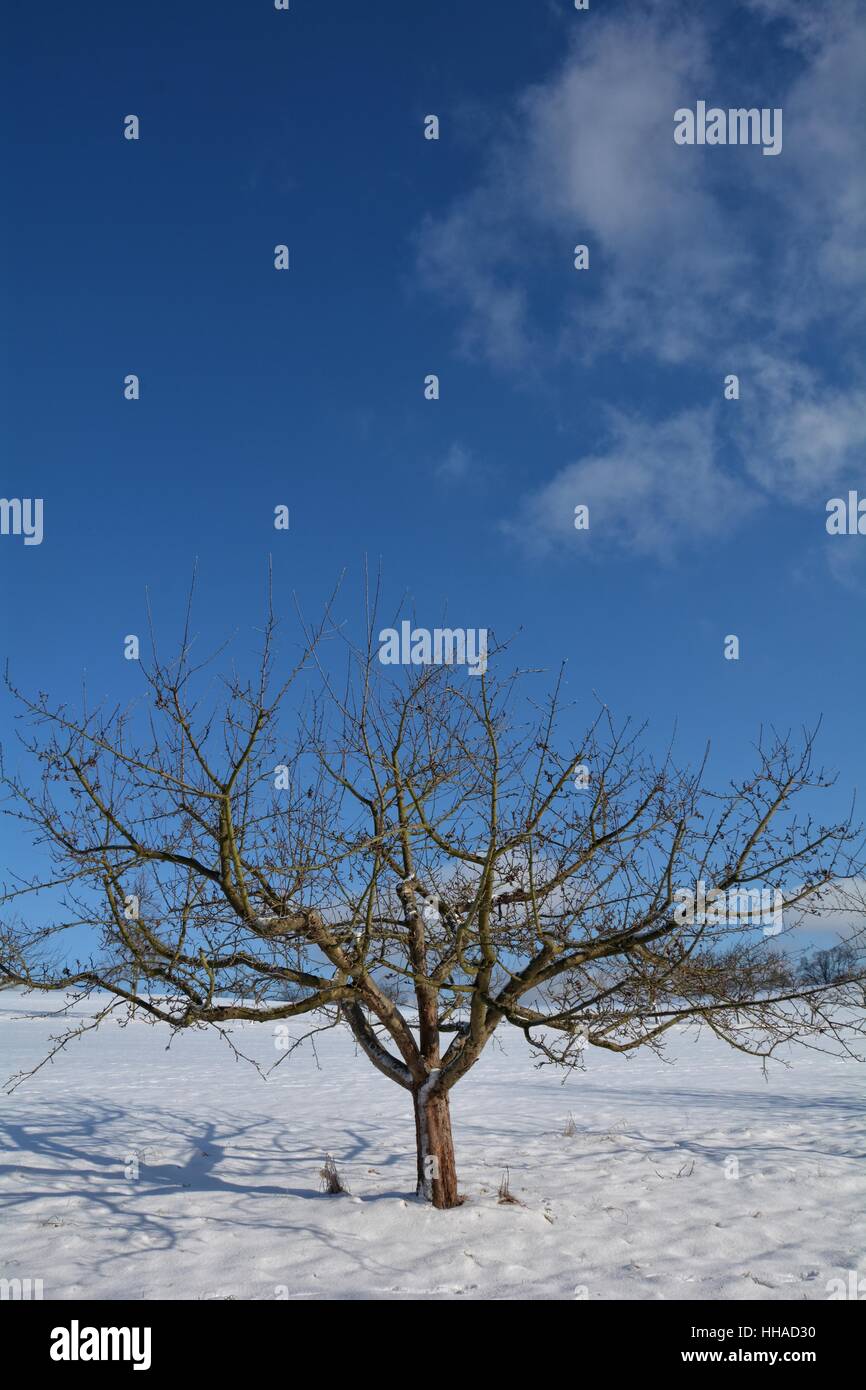 A tree in the snow with much blue sky Stock Photo - Alamy