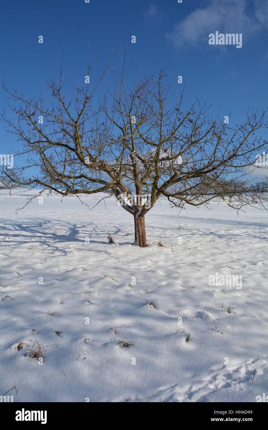 A tree in the snow with blue sky Stock Photo - Alamy