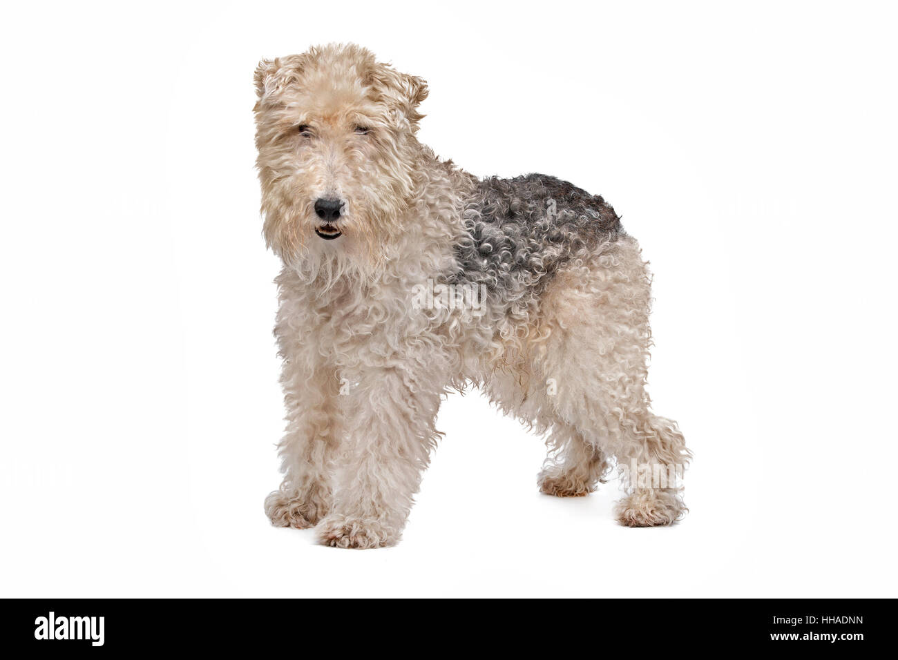 Foxwire terrier 2024