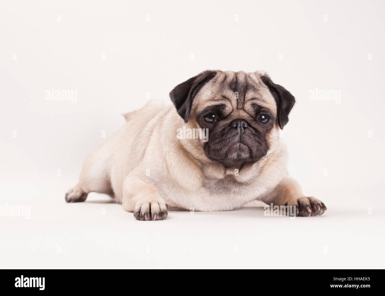 Lassie dog stock image. Image of mouth, furry, drool, whiskers - 4864427