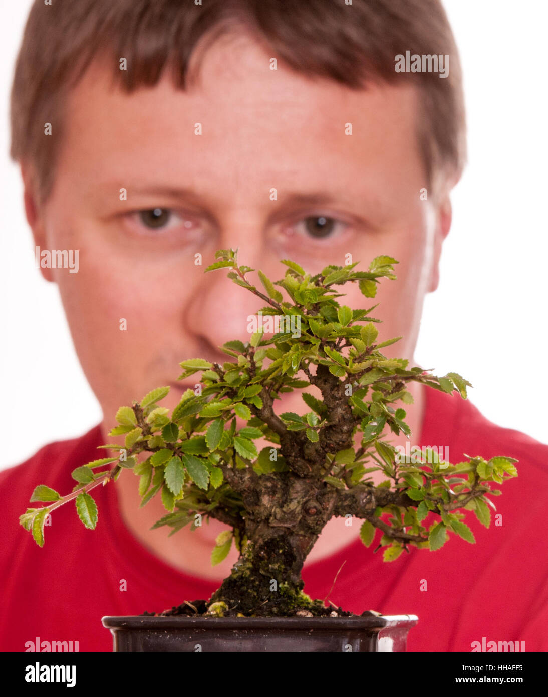 Bonsai Pflege Stock Photos & Bonsai Pflege Stock Images - Alamy Bonsai Pflege Stock Photos & Bonsai Pflege Stock Images - Alamy