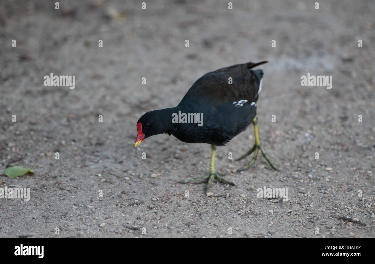 walk, go, going, walking, park, animal, bird, ground, soil, earth ...
