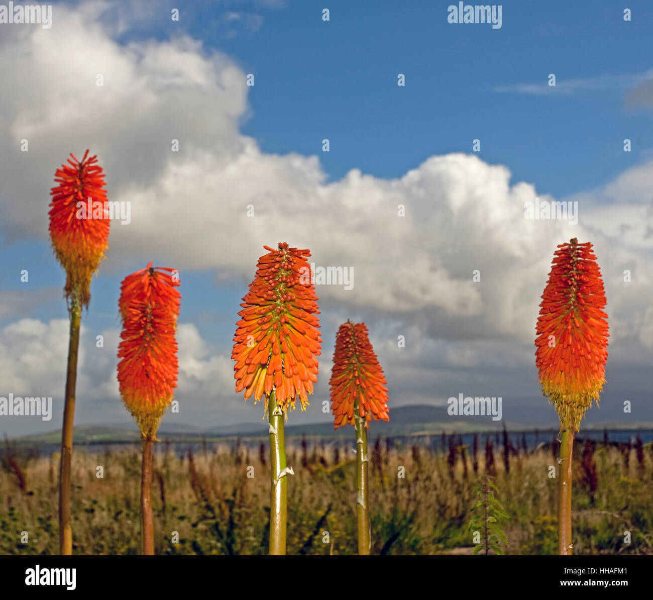 Red Hot Pokers, (Kniphofia), growing by the sea on Achill Island. Stock Photo