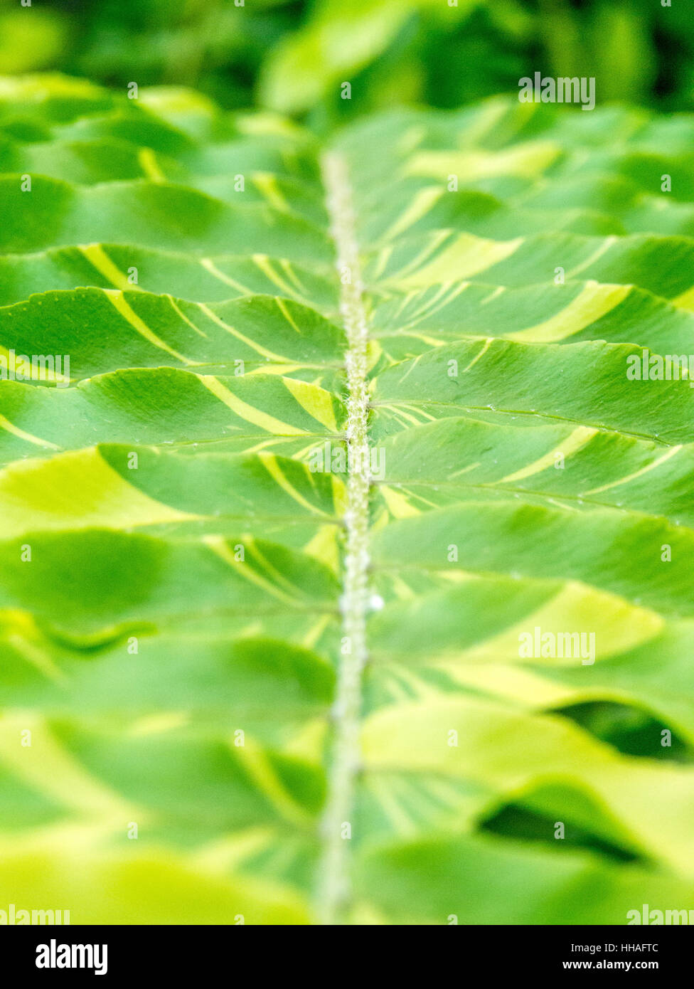 close up of variegated fern leaves, portrait orientation Stock Photo