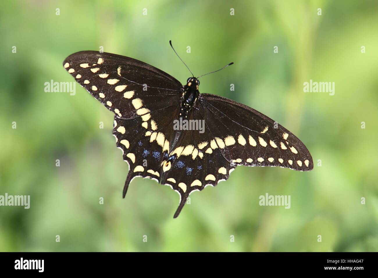 butterfly, swallowtail, animal, insects, wild, butterfly, black, swarthy, Stock Photo