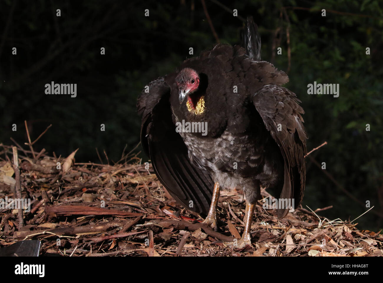 Australian Brush or bush turkey female Stock Photo