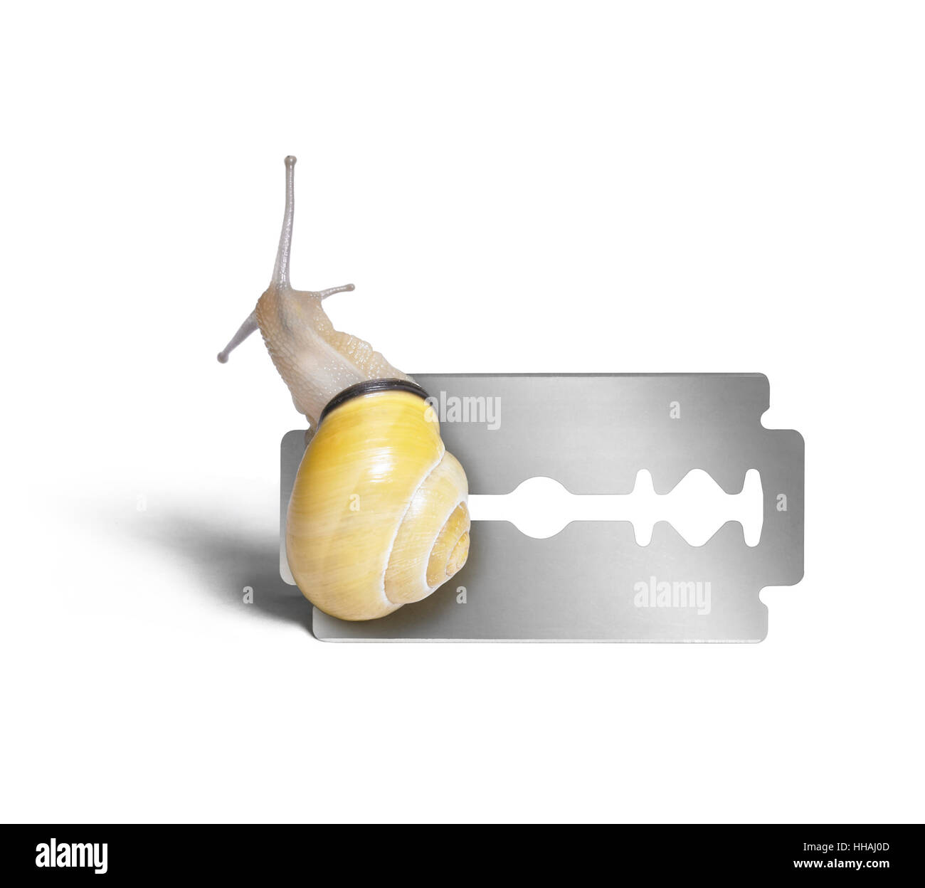 studio photography of a Grove snail while creeping over a razor blade in white back Stock Photo