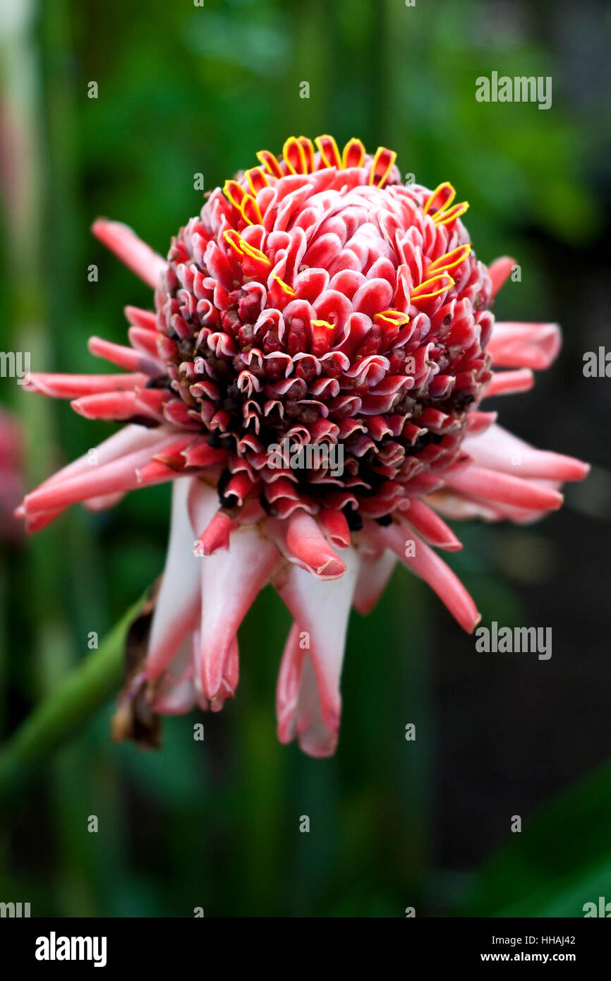 bloom, blossom, flourish, flourishing, decorative plant, medicinal plant, Stock Photo