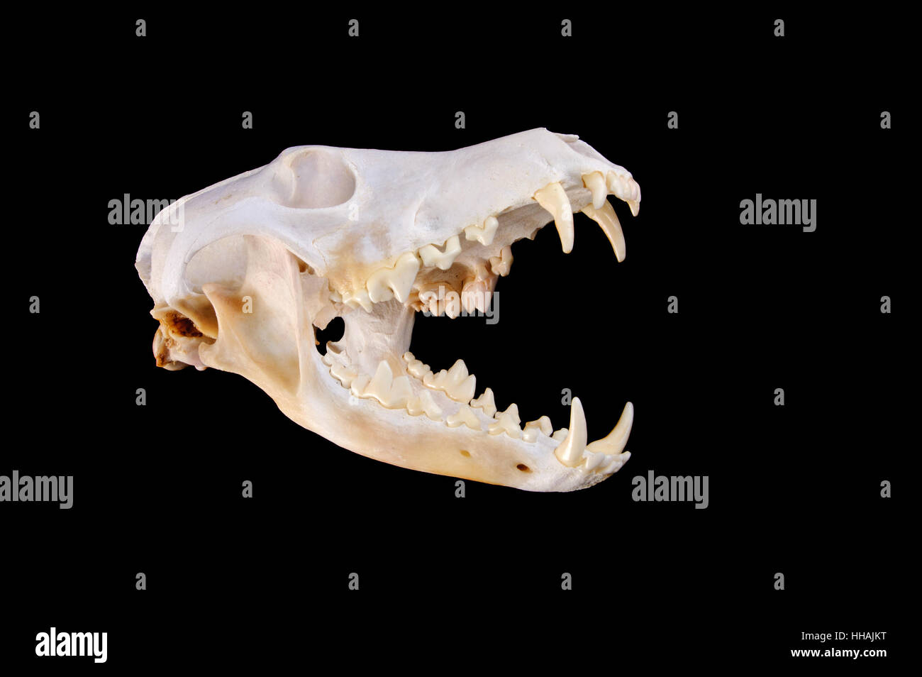 Skull of a coyote (canis Latrans) on a black background with jaw open Stock  Photo - Alamy