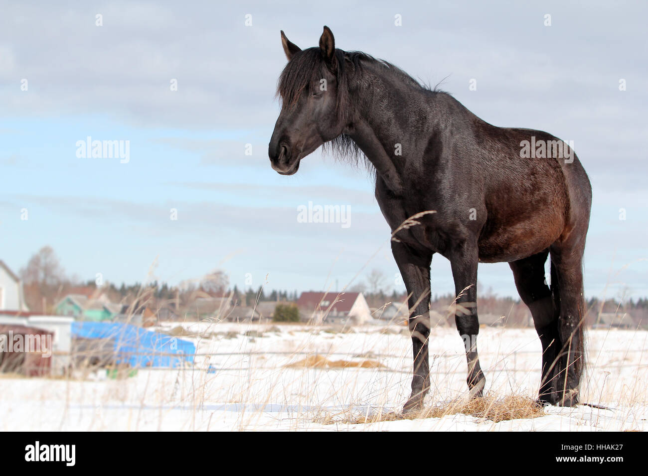 horse, winter, animal, snow, coke, cocaine, material, drug, anaesthetic, Stock Photo