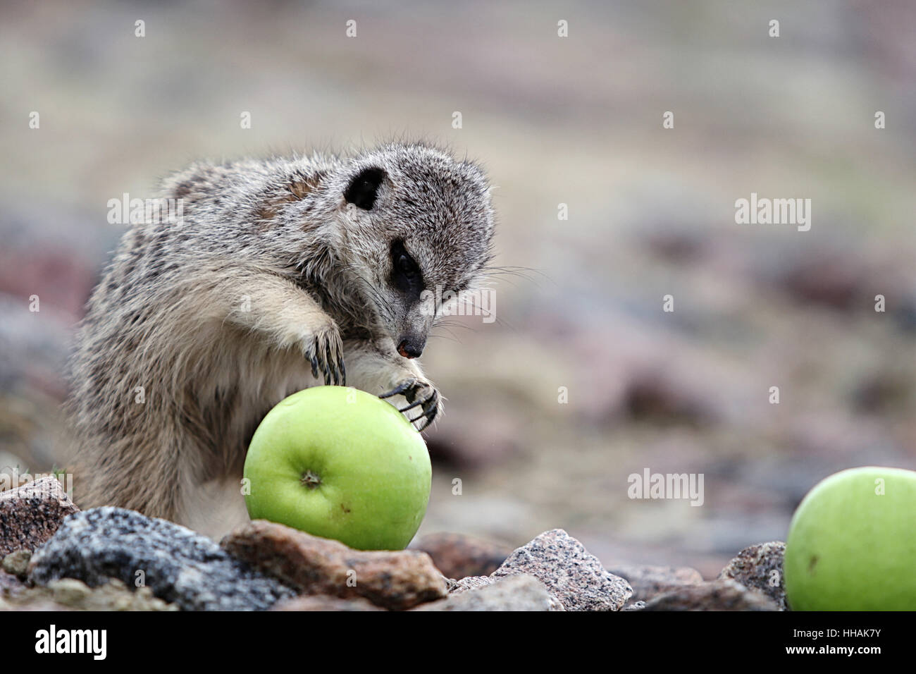 desert, wasteland, animal, fruit, eating, eat, eats, meerkat, meerkats